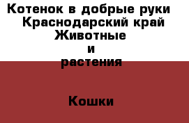 Котенок в добрые руки - Краснодарский край Животные и растения » Кошки   . Краснодарский край